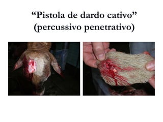 “Pistola de dardo cativo”
(percussivo penetrativo)
 