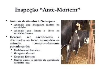 Inspeção “Ante-Mortem”
 Animais destinados à Necropsia
 Animais que chegaram mortos no
caminhão
 Animais que foram a óbito no
estabelecimento
 Deverão ser sacrificados e
destinados ao forno crematório os
animais comprovadamente
portadores de:
 Carbúnculo Hemático
 Gangrena Gasosa
 Doenças Exóticas
 Outros casos, à critério da autoridade
sanitária local
 