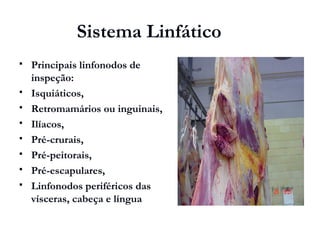 Sistema Linfático
 Principais linfonodos de
inspeção:
 Isquiáticos,
 Retromamários ou inguinais,
 Ilíacos,
 Pré-crurais,
 Pré-peitorais,
 Pré-escapulares,
 Linfonodos periféricos das
vísceras, cabeça e língua
 