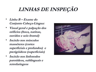 LINHAS DE INSPEÇÃO
 Linha B – Exame do
Conjunto Cabeça-Língua:
 Visual geral e palpação dos
orifícios (boca, narinas,
ouvidos e seio frontal)
 Incisão nos músculos
masséteres (cortes
superficiais e profundos) e
pterigóideos (superficiais)
 Incisão nos linfonodos
parotídeos, sublinguais e
retrofaríngeos
 