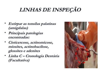 LINHAS DE INSPEÇÃO
 Extirpar as tonsilas palatinas
(amígdalas)
 Principais patologias
encontradas:
 Cisticercose, actinomicose,
miosites, actinobacilose,
glossites e adenites
 Linha C – Cronologia Dentária
(Facultativa)
 