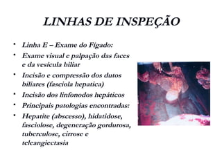 LINHAS DE INSPEÇÃO
 Linha E – Exame do Fígado:
 Exame visual e palpação das faces
e da vesícula biliar
 Incisão e compressão dos dutos
biliares (fasciola hepatica)
 Incisão dos linfonodos hepáticos
 Principais patologias encontradas:
 Hepatite (abscesso), hidatidose,
fasciolose, degeneração gordurosa,
tuberculose, cirrose e
teleangiectasia
 