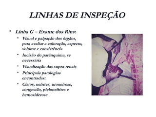 LINHAS DE INSPEÇÃO
 Linha G – Exame dos Rins:
 Visual e palpação dos órgãos,
para avaliar a coloração, aspecto,
volume e consistência
 Incisão do parênquima, se
necessária
 Visualização das supra-renais
 Principais patologias
encontradas:
 Cistos, nefrites, uronefrose,
congestão, pielonefrites e
hemosiderose
 