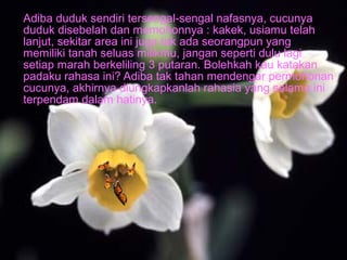 Adiba duduk sendiri tersengal-sengal nafasnya, cucunya
duduk disebelah dan memohonnya : kakek, usiamu telah
lanjut, sekitar area ini juga tak ada seorangpun yang
memiliki tanah seluas milikmu, jangan seperti dulu lagi
setiap marah berkeliling 3 putaran. Bolehkah kau katakan
padaku rahasa ini? Adiba tak tahan mendengar permohonan
cucunya, akhirnya diungkapkanlah rahasia yang selama ini
terpendam dalam hatinya.

 