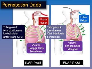 Inspirasi dan ekspirasi
