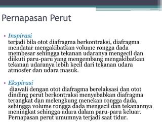 • Inspirasi
terjadi bila otot diafragma berkontraksi, diafragma
mendatar mengakibatkan volume rongga dada
membesar sehingga tekanan udaranya mengecil dan
diikuti paru-paru yang mengembang mengakibatkan
tekanan udaranya lebih kecil dari tekanan udara
atmosfer dan udara masuk.
• Ekspirasi
diawali dengan otot diafragma berelaksasi dan otot
dinding perut berkontraksi menyebabkan diafragma
terangkat dan melengkung menekan rongga dada,
sehingga volume rongga dada mengecil dan tekanannya
meningkat sehingga udara dalam paru-paru keluar.
Pernapasan perut umumnya terjadi saat tidur.
Pernapasan Perut
 