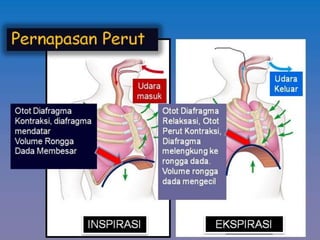 Inspirasi dan ekspirasi