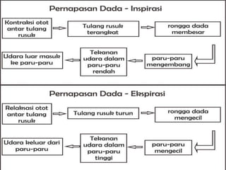 Inspirasi dan ekspirasi
