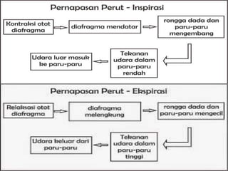 Inspirasi dan ekspirasi