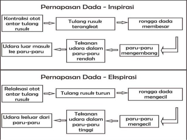 Inspirasi Dan Ekspirasi