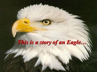 This is a story of an Eagle… 