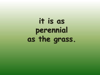 it is as
  perennial
as the grass.
 