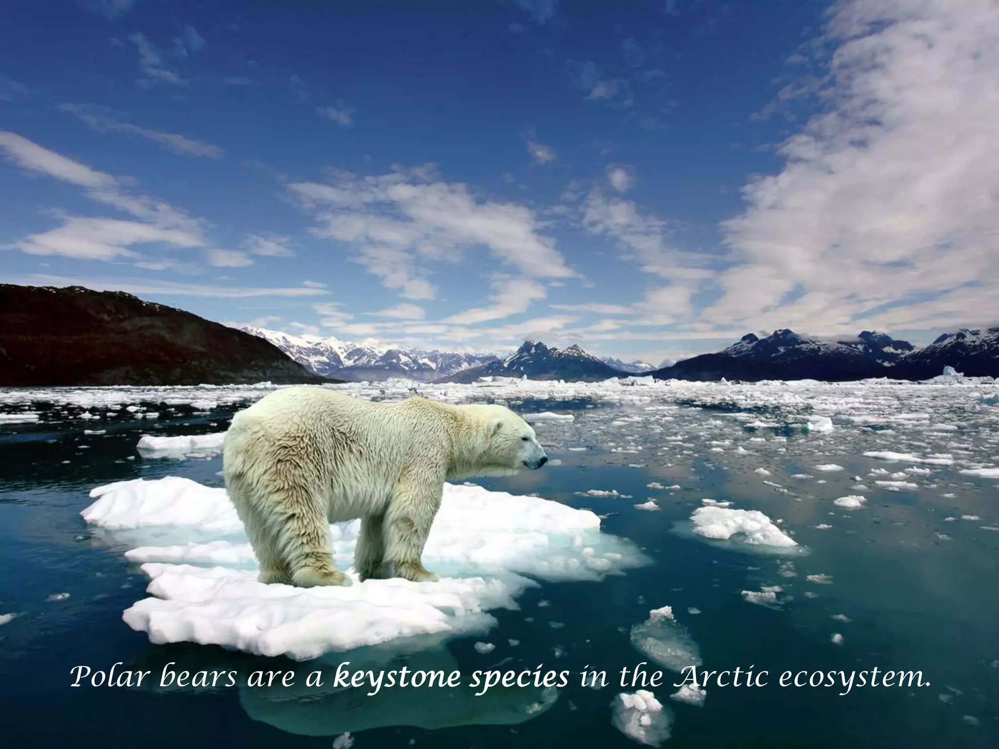 Polar bears are a keystone species in the Arctic ecosystem.
62

 