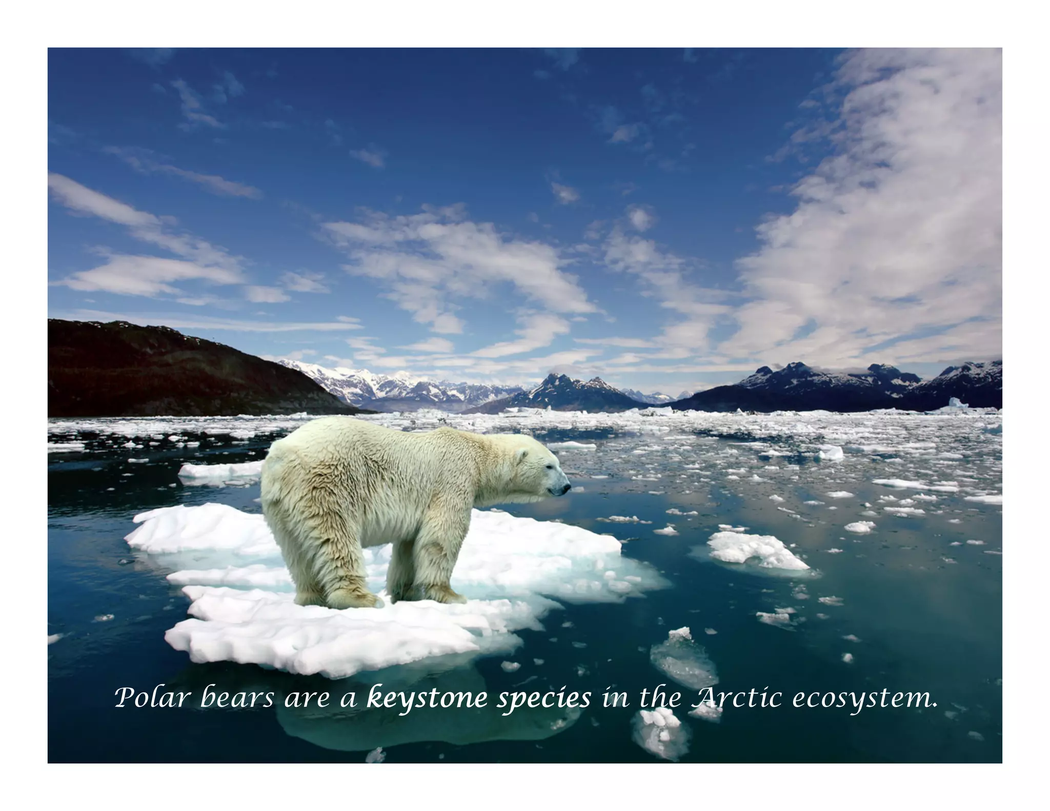 Polar bears are a keystone species in the Arctic ecosystem.
62

 