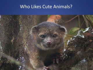 Who Likes Cute Animals?
 