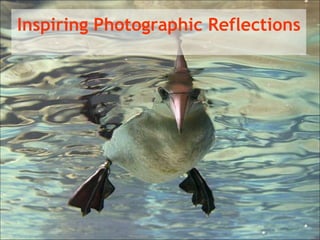 Inspiring Photographic Reflections 