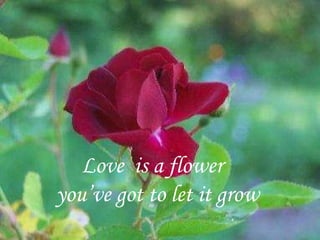 Love  is a flower  you’ve got to let it grow 
