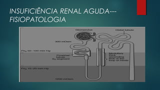 INSUFICIÊNCIA RENAL AGUDA---
FISIOPATOLOGIA
 