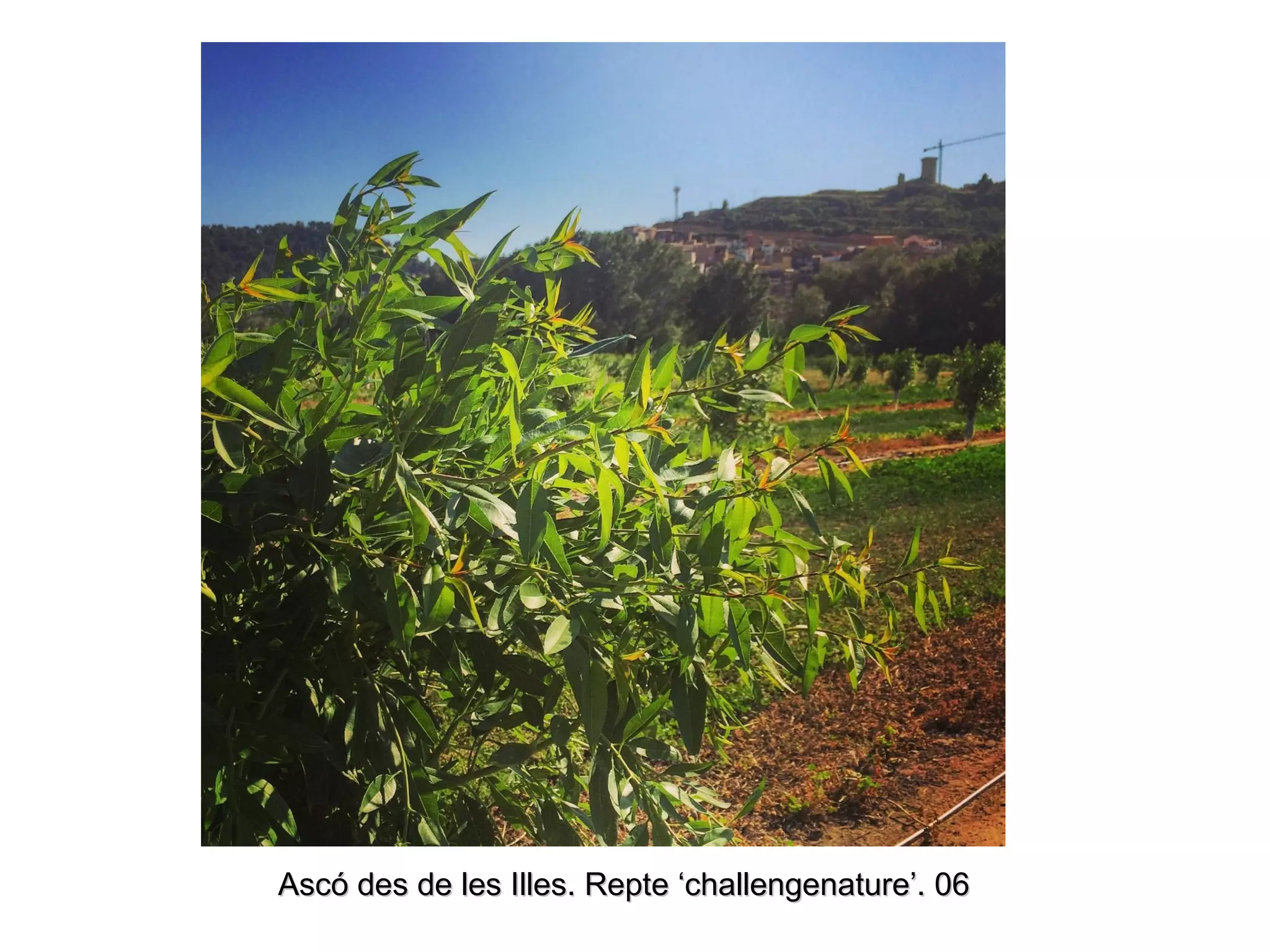 Ascó des de les Illes. Repte ‘challengenature’. 06Ascó des de les Illes. Repte ‘challengenature’. 06
 