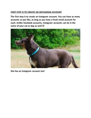 FIRST STEP IS TO CREATE AN INSTAGRAM ACCOUNT
The first step is to create an Instagram account. You can have as many
accounts as you like, as long as you have a fresh email account for
each. Unlike facebook accounts, Instagram accounts can be in the
name of your cat or dog as well 
She has an Instagram account too!
 