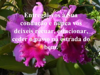 Entregai-vos à Sua condução e nunca vos deixeis recuar, estacionar, ceder o passo na estrada do bem. 