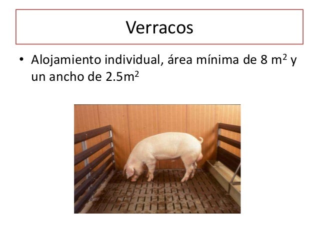 Instalaciones porcinas