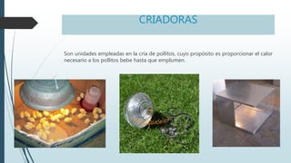 CRIADORAS
Son unidades empleadas en la cría de pollitos, cuyo propósito es proporcionar el calor
necesario a los pollitos bebe hasta que emplumen.
 