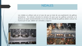NIDALES
Los nidales se utilizan solo en el caso de que se trate de una explotación de gallinas
ponedoras. Se colocan durante la semana 16 para que las gallinas próximas a la
postura se vayan acostumbrando. Es en este sitio donde las gallinas deben colocar los
huevos por lo que deben ser cómodos y seguros.
 