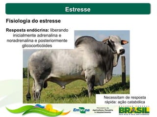 Estresse
Fisiologia do estresse
Resposta endócrina: liberando
inicialmente adrenalina e
noradrenalina e posteriormente
glicocorticóides
Necessitam de resposta
rápida: ação catabólica
 