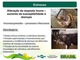 Estresse
Alteração da resposta imune –
aumento da susceptibilidade à
doenças
Imunossupressão – processos infecciosos
Abordagens:
Dados clínicos relativos a indivíduos doentes;
Estudos experimentais e levantamentos que
comparam a incidência de doenças em diferentes
sistemas de manejo ou tratamentos;
Estudos da funcionalidade do sistema
imunológico de indivíduos sob diferentes
tratamentos.
 