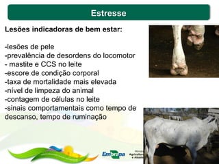 Estresse
Lesões indicadoras de bem estar:
-lesões de pele
-prevalência de desordens do locomotor
- mastite e CCS no leite
-escore de condição corporal
-taxa de mortalidade mais elevada
-nível de limpeza do animal
-contagem de células no leite
-sinais comportamentais como tempo de
descanso, tempo de ruminação
 