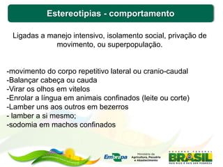 Estereotipias - comportamento
Ligadas a manejo intensivo, isolamento social, privação de
movimento, ou superpopulação.
-movimento do corpo repetitivo lateral ou cranio-caudal
-Balançar cabeça ou cauda
-Virar os olhos em vitelos
-Enrolar a língua em animais confinados (leite ou corte)
-Lamber uns aos outros em bezerros
- lamber a si mesmo;
-sodomia em machos confinados
 