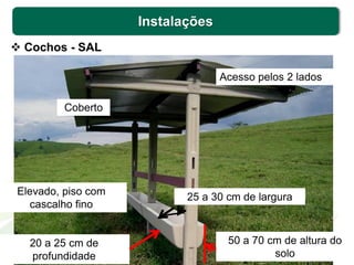 Instalações
 Cochos - SAL
Acesso pelos 2 lados
25 a 30 cm de largura
20 a 25 cm de
profundidade
50 a 70 cm de altura do
solo
Coberto
Elevado, piso com
cascalho fino
 