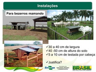 Instalações
30 a 40 cm de largura
40 -50 cm de altura do solo
5 a 10 cm de testada por cabeça
Justifica?
Para bezerros mamando
 
