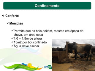 Confinamento
 Conforto
 Morrotes
Permite que os bois deitem, mesmo em época de
chuva, em área seca
1,0 – 1,5m de altura
15m2 por boi confinado
Água deve escoar
 