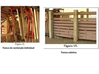 Tronco de contenção individual 
Tronco coletivo 
 