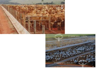 Instalações rurais (Bem estar animal)