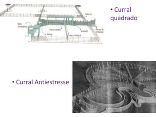 • Curral 
quadrado 
• Curral Antiestresse 
 