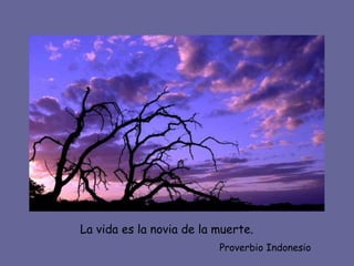 La vida es la novia de la muerte. Proverbio Indonesio 