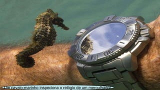 Um cavalo-marinho inspeciona o relógio de um mergulhador
 