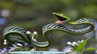 Cobra Cipó
 