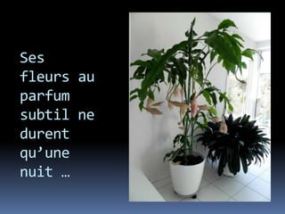 Ses fleurs au parfum subtil ne durent qu’une nuit …
