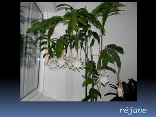 réjane