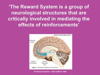 ‘The Reward System is a group of
neurological structures that are
critically involved in mediating the
effects of reinforcements’
The Reward System – Olds & Milner 1954
 