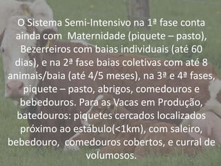 IntroduçãoO Sistema Semi-Intensivo na 1ª fase conta
ainda com Maternidade (piquete – pasto),
Bezerreiros com baias individuais (até 60
dias), e na 2ª fase baias coletivas com até 8
animais/baia (até 4/5 meses), na 3ª e 4ª fases,
piquete – pasto, abrigos, comedouros e
bebedouros. Para as Vacas em Produção,
batedouros: piquetes cercados localizados
próximo ao estábulo(<1km), com saleiro,
bebedouro, comedouros cobertos, e curral de
volumosos.
 