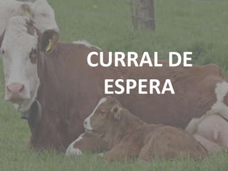 Introdução
CURRAL DE
ESPERA
 