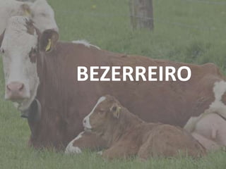 Introdução
BEZERREIRO
 