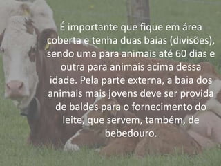 IntroduçãoÉ importante que fique em área
coberta e tenha duas baias (divisões),
sendo uma para animais até 60 dias e
outra para animais acima dessa
idade. Pela parte externa, a baia dos
animais mais jovens deve ser provida
de baldes para o fornecimento do
leite, que servem, também, de
bebedouro.
 