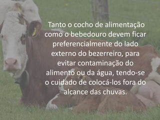 Introdução
Tanto o cocho de alimentação
como o bebedouro devem ficar
preferencialmente do lado
externo do bezerreiro, para
evitar contaminação do
alimento ou da água, tendo-se
o cuidado de colocá-los fora do
alcance das chuvas.
 