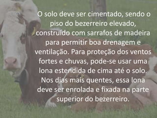 IntroduçãoO solo deve ser cimentado, sendo o
piso do bezerreiro elevado,
construído com sarrafos de madeira
para permitir boa drenagem e
ventilação. Para proteção dos ventos
fortes e chuvas, pode-se usar uma
lona estendida de cima até o solo.
Nos dias mais quentes, essa lona
deve ser enrolada e fixada na parte
superior do bezerreiro.
 